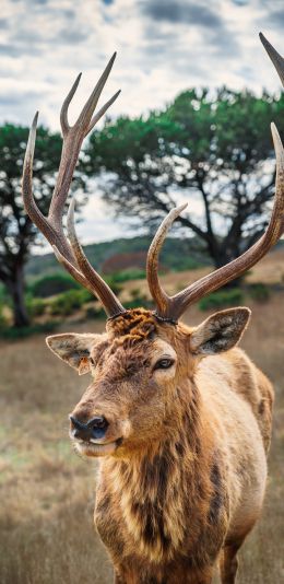 deer, horn, wildlife Wallpaper 1080x2220