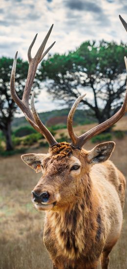 deer, horn, wildlife Wallpaper 1080x2280