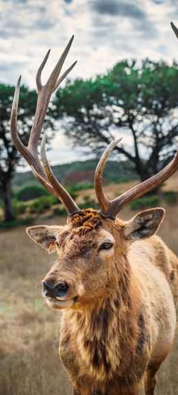 deer, horn, wildlife Wallpaper 1440x3200