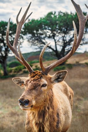 deer, horn, wildlife Wallpaper 640x960