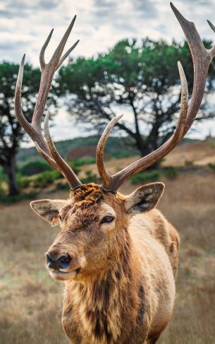 deer, horn, wildlife Wallpaper 1752x2800