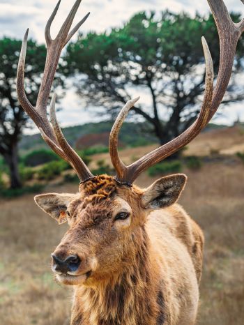 deer, horn, wildlife Wallpaper 1620x2160