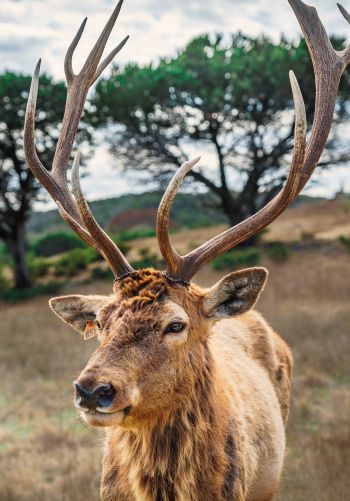 deer, horn, wildlife Wallpaper 1668x2388