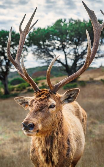 deer, horn, wildlife Wallpaper 1600x2560