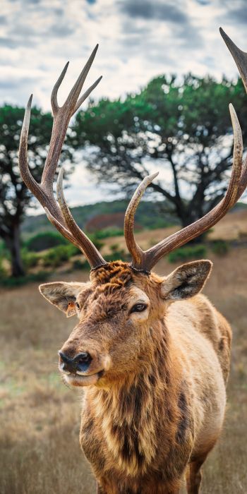 deer, horn, wildlife Wallpaper 720x1440