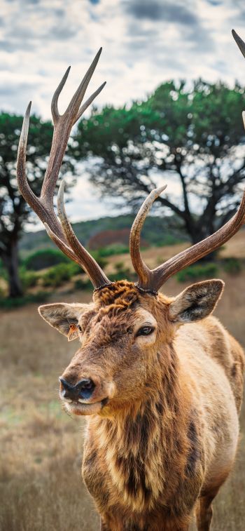 deer, horn, wildlife Wallpaper 1284x2778