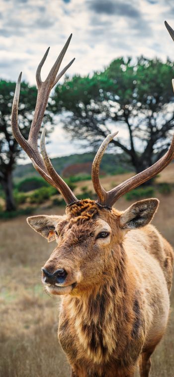 deer, horn, wildlife Wallpaper 1080x2340