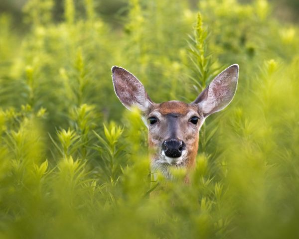 Deer in the bushes Wallpaper 1280x1024