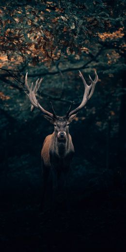 deer, horn, wildlife Wallpaper 720x1440