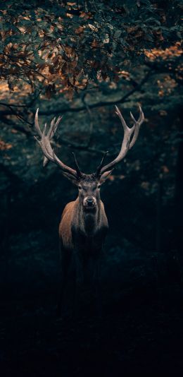 deer, horn, wildlife Wallpaper 1440x2960