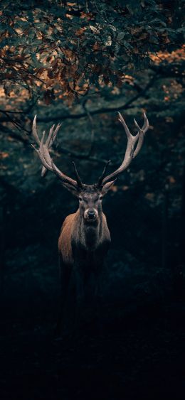 deer, horn, wildlife Wallpaper 1080x2340