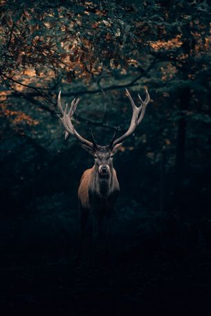 deer, horn, wildlife Wallpaper 640x960