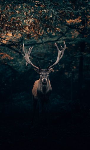deer, horn, wildlife Wallpaper 1200x2000