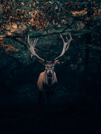deer, horn, wildlife Wallpaper 1536x2048