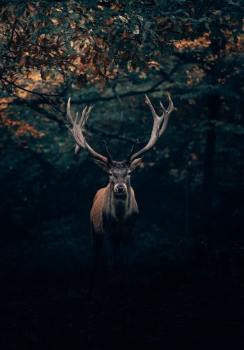 deer, horn, wildlife Wallpaper 1668x2388
