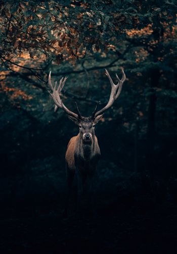 deer, horn, wildlife Wallpaper 1640x2360