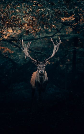 deer, horn, wildlife Wallpaper 1600x2560