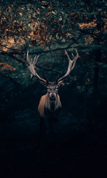 deer, horn, wildlife Wallpaper 1200x2000