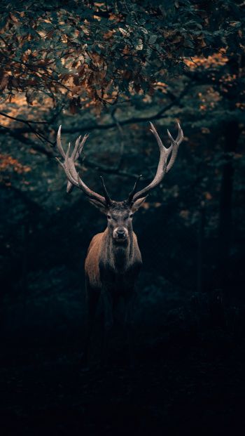 deer, horn, wildlife Wallpaper 640x1136