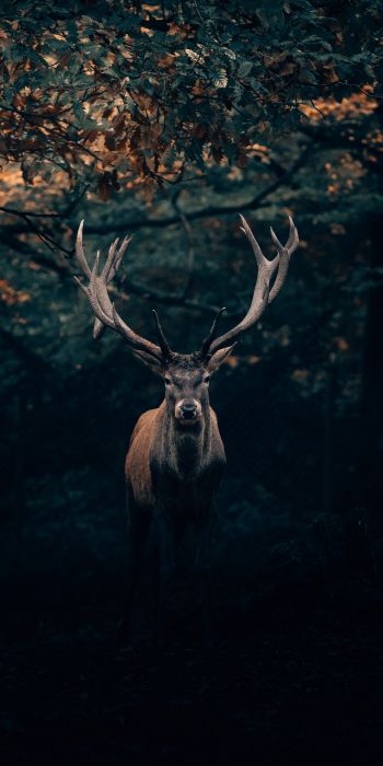 deer, horn, wildlife Wallpaper 720x1440
