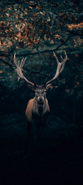 deer, horn, wildlife Wallpaper 1080x2400