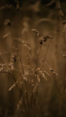 Field Wallpaper 640x1136