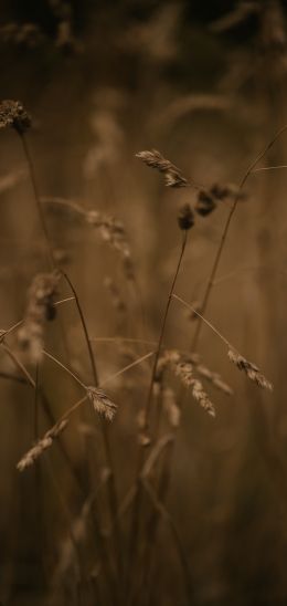 Field Wallpaper 1080x2280