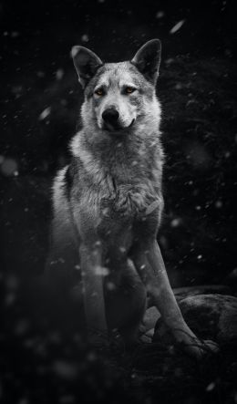 dog, pet, black and white Wallpaper 600x1024