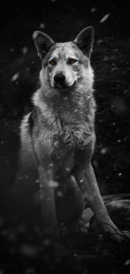 dog, pet, black and white Wallpaper 1080x2280