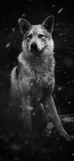 dog, pet, black and white Wallpaper 1080x2340