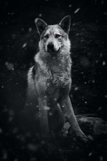 dog, pet, black and white Wallpaper 640x960
