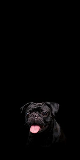 pug, dog, pet Wallpaper 720x1440