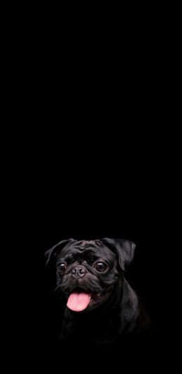 pug, dog, pet Wallpaper 1080x2220