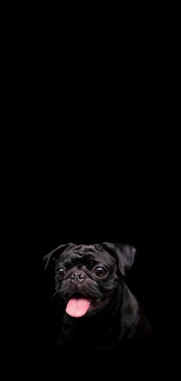 pug, dog, pet Wallpaper 1080x2280