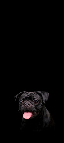 pug, dog, pet Wallpaper 1440x3200