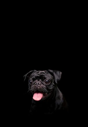 pug, dog, pet Wallpaper 1640x2360