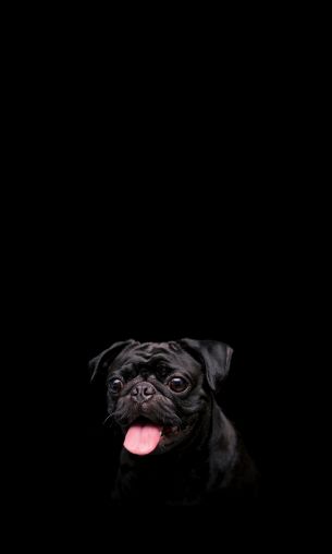 pug, dog, pet Wallpaper 1200x2000