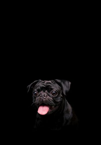 pug, dog, pet Wallpaper 1668x2388