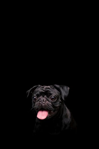 pug, dog, pet Wallpaper 640x960