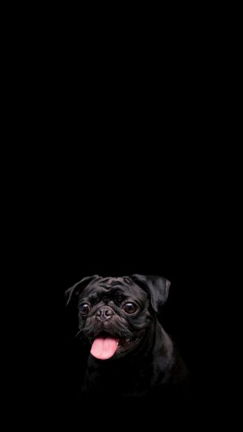 pug, dog, pet Wallpaper 640x1136