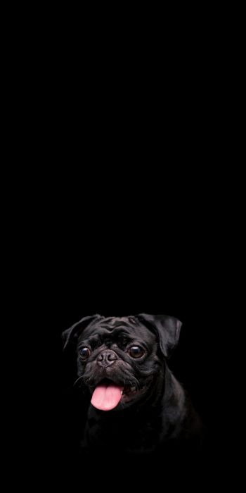 pug, dog, pet Wallpaper 720x1440