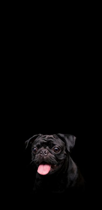 pug, dog, pet Wallpaper 1080x2220