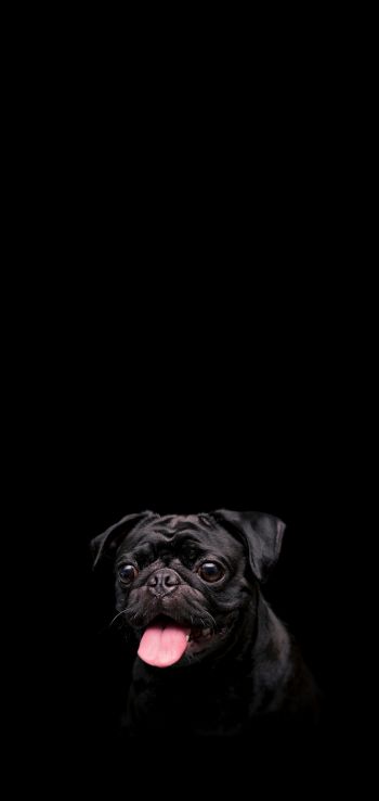 pug, dog, pet Wallpaper 1440x3040