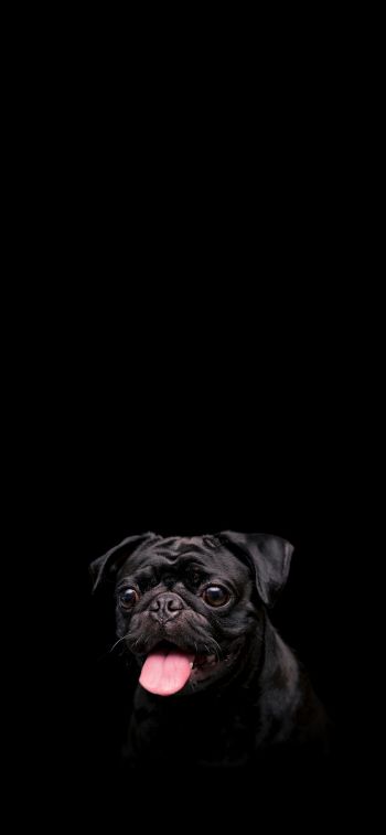 pug, dog, pet Wallpaper 828x1792