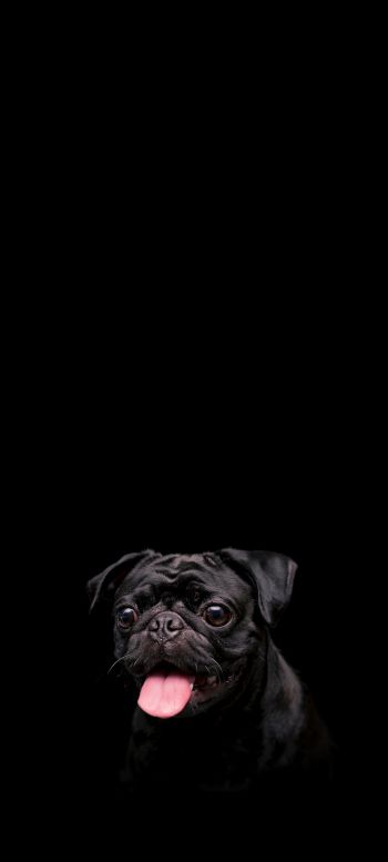 pug, dog, pet Wallpaper 1080x2400