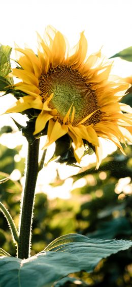 Sunflower field Wallpaper 1080x2340