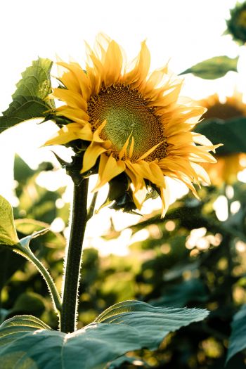 Sunflower field Wallpaper 640x960