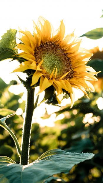 Sunflower field Wallpaper 640x1136