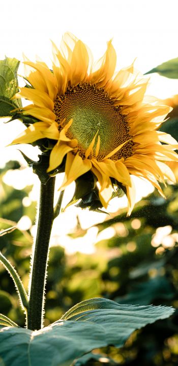 Sunflower field Wallpaper 1080x2220