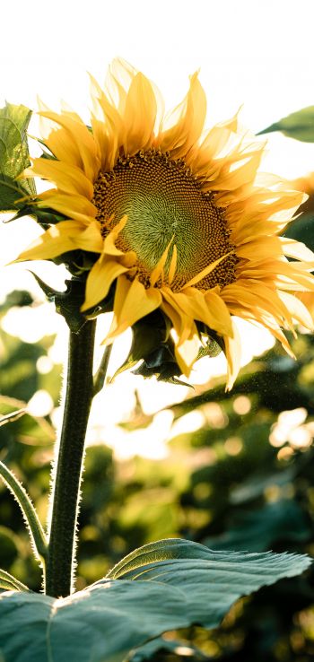 Sunflower field Wallpaper 1080x2280